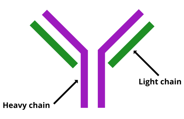 Antibody chain figure