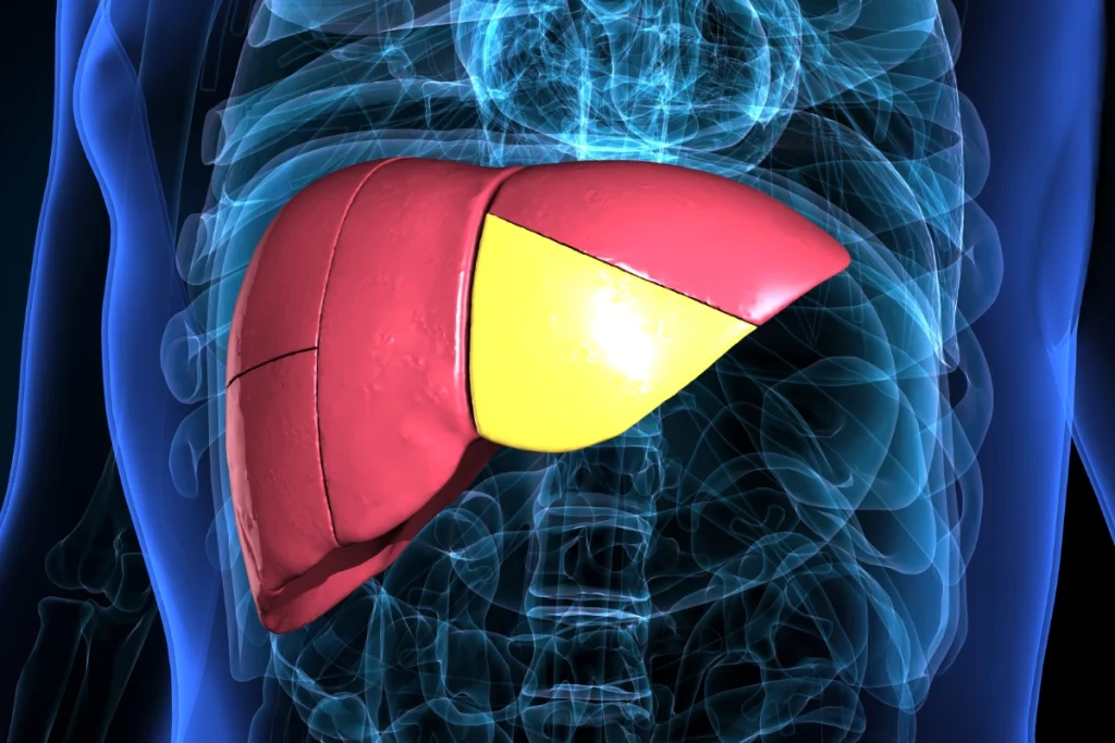 X ray Image of a liver inside a body