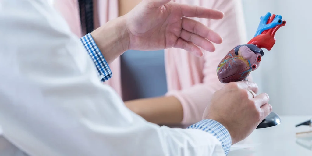 A medical person holding a model of a human heart